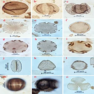 Selected photomicrographs of fossil pollen produced in an ancient forest by gymnosperm and angiosperm living relatives in the rainforest of southern South America. Credit: Antarctic Science
