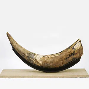 Windsor Sinkhole Mastodon tusk, dated to approximately 178,000 years ago, was found in a gypsum sinkhole in Nova Scotia. Credit: Nova Scotia Museum