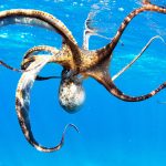Octopus arms are probably the most complex and flexible structures in nature