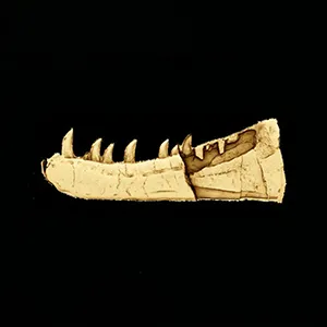 Using modern digital scanning techniques the researchers were able to shed new light on the fossil jawbone, which has been known since 1899 and been on display in the National Museum of Wales for many years. Credit: Owain Evans