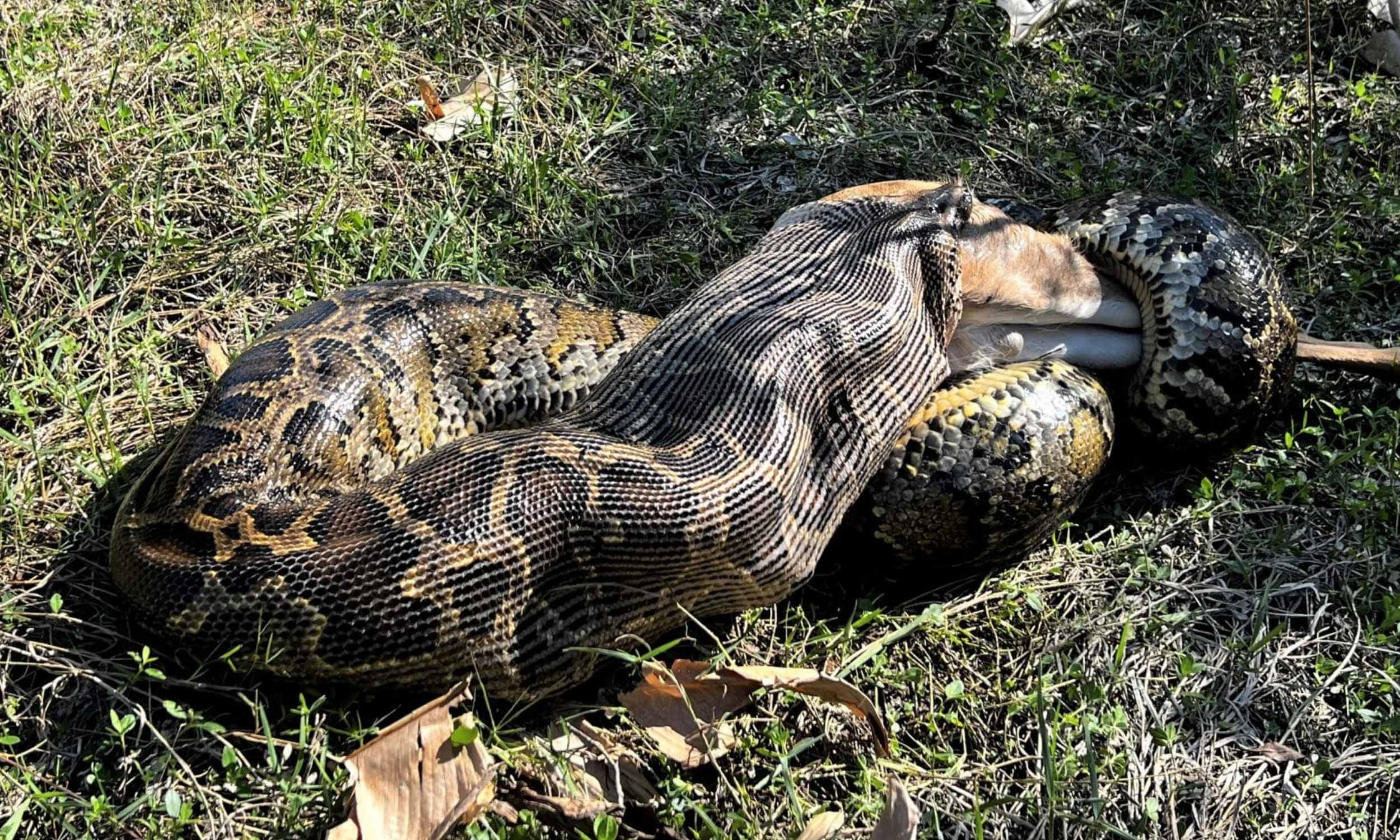 Special cells explain the 'supernatural' digestive power of pythons ...