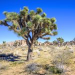 Joshua trees have a hidden trick to survive climate change