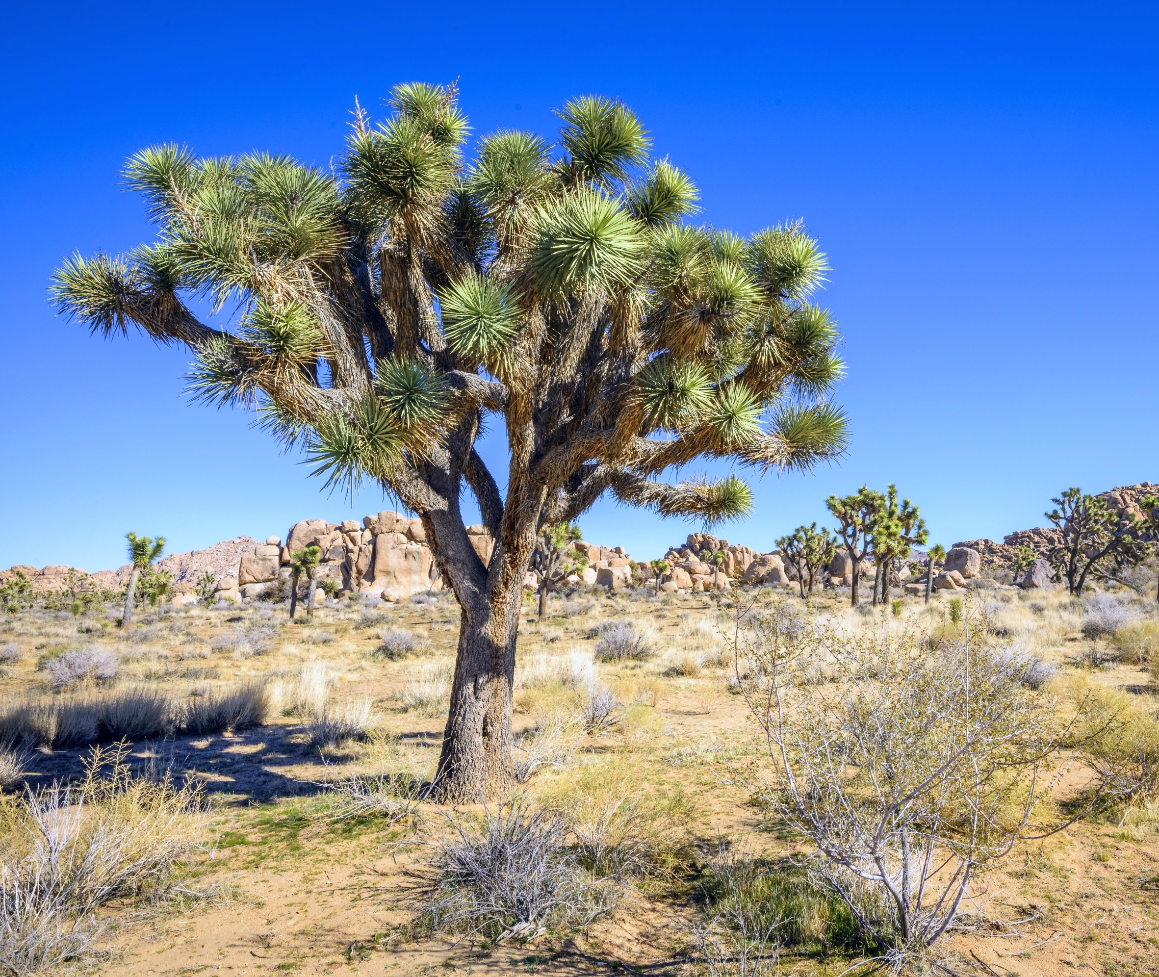 Joshua trees have a hidden trick to survive climate change