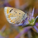 Butterfly sets an astonishing chromosome record