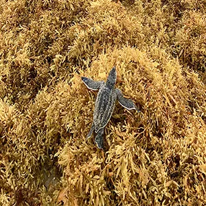 A leatherback hatchling navigates over sargassum on Juno Beach in July 2021. Credit: Abbey M. Appelt, Florida Atlantic University