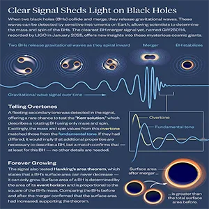 Black holes ringing clear signals infographic. Credit: Lucy Reading-Ikkanda/Simons Foundation