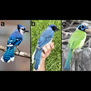 (A) Blue Jay by Travis Maher (ML578309451). Cornell Lab of Ornithology, Macaulay Library. (B) Hybrid Jay by Brian R. Stokes. (C) Green Jay by Dan O'Brien (ML390361871). Cornell Lab of Ornithology, Macaulay Library.