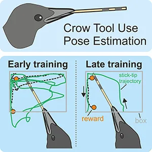 Typical stick-tip trajectories during an early and late training session. The crow can’t reach the food reward without the stick-tool. Credit: University of Tübingen