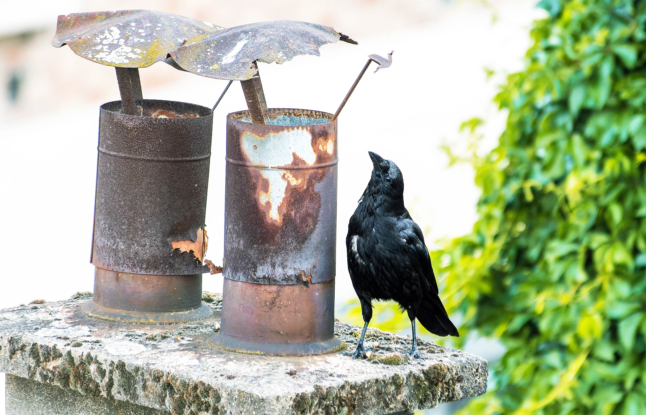 Carrion crows can create, prepare, and use tools with great precision
