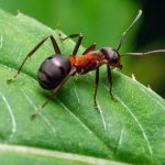Fiji’s ants reveal new clues about global insect collapse
