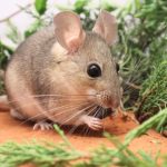 Woodrats reveal how herbivores survive eating toxic plants