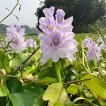 Invasive plants are transforming the tropics, forcing people to adapt