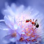 Plants pay sugar bribes for ant bodyguards to help them survive