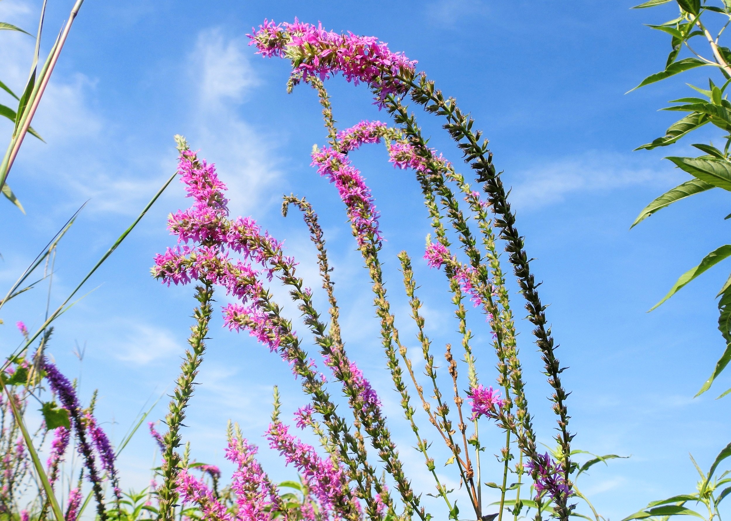 Dominant native plants pose the greatest invasive threat globally ...