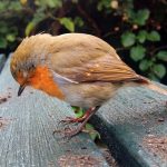 How better messaging could save a billion birds from collisions