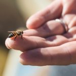 Social lives of humans and bees linked by ancient genes