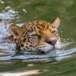 Jaguar stuns scientists with longest swim ever recorded