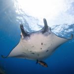 World Manta Ray Day 2025: The power of protection