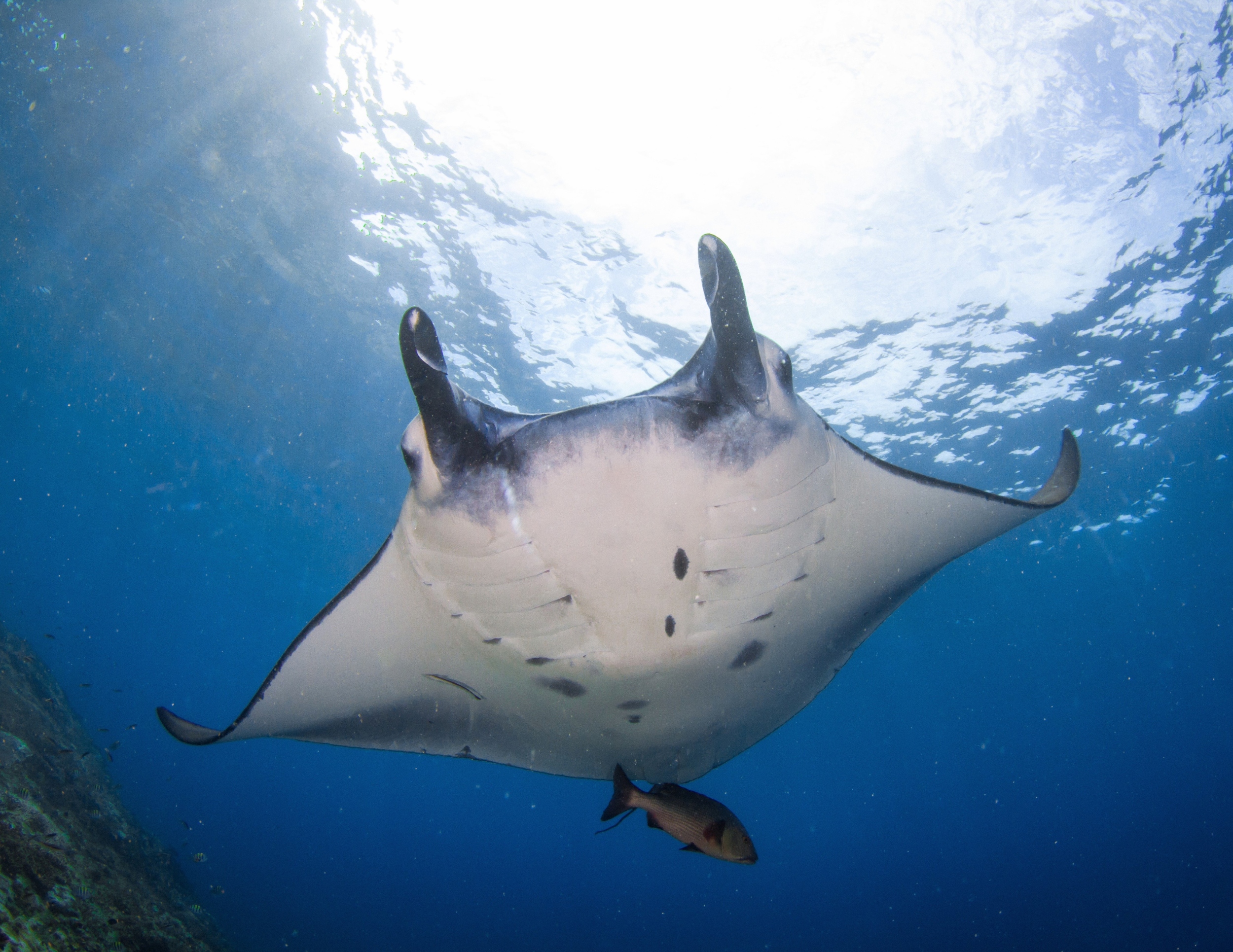 World Manta Ray Day 2025: The power of protection
