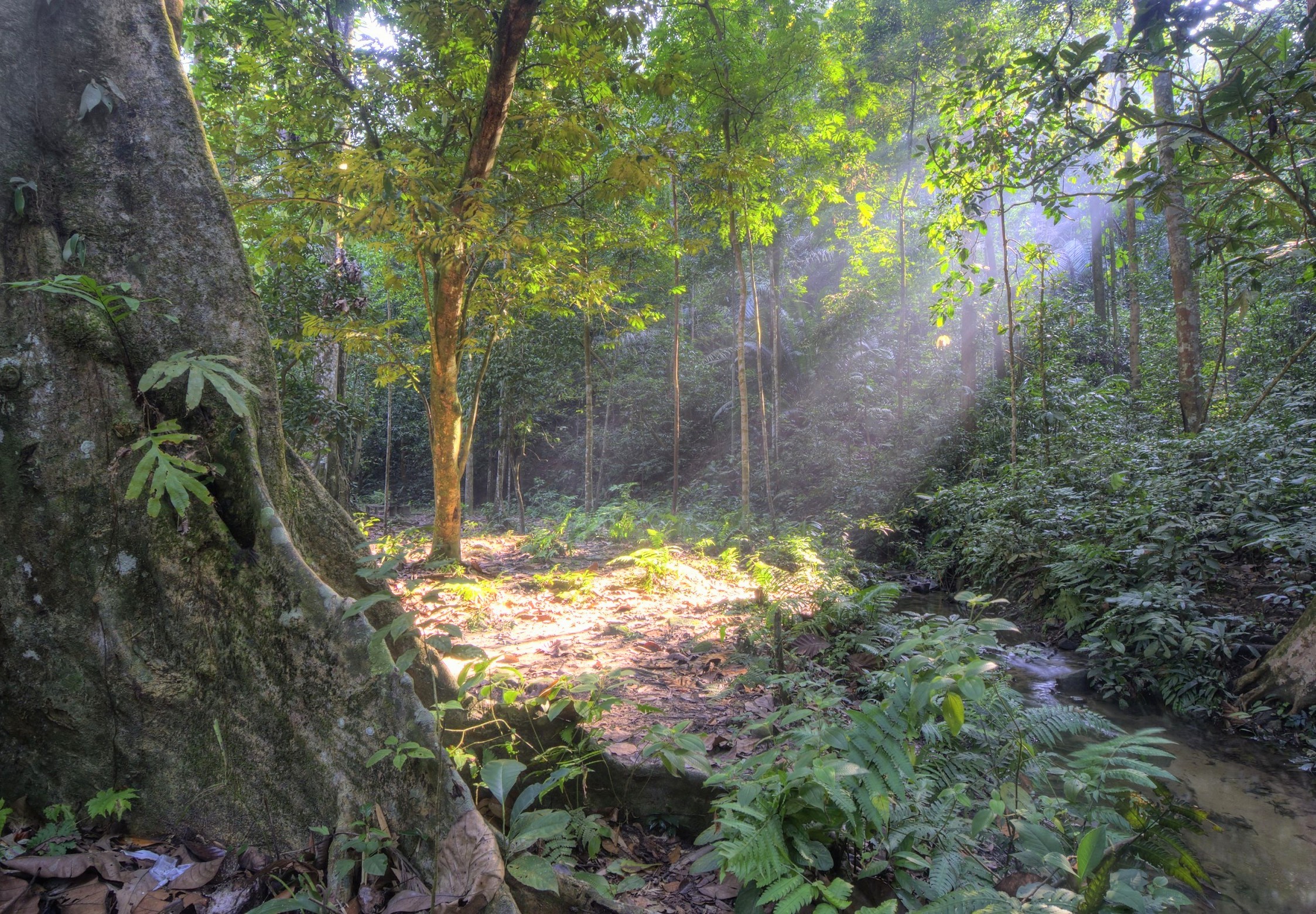 Why tropical forest soils could supercharge global warming