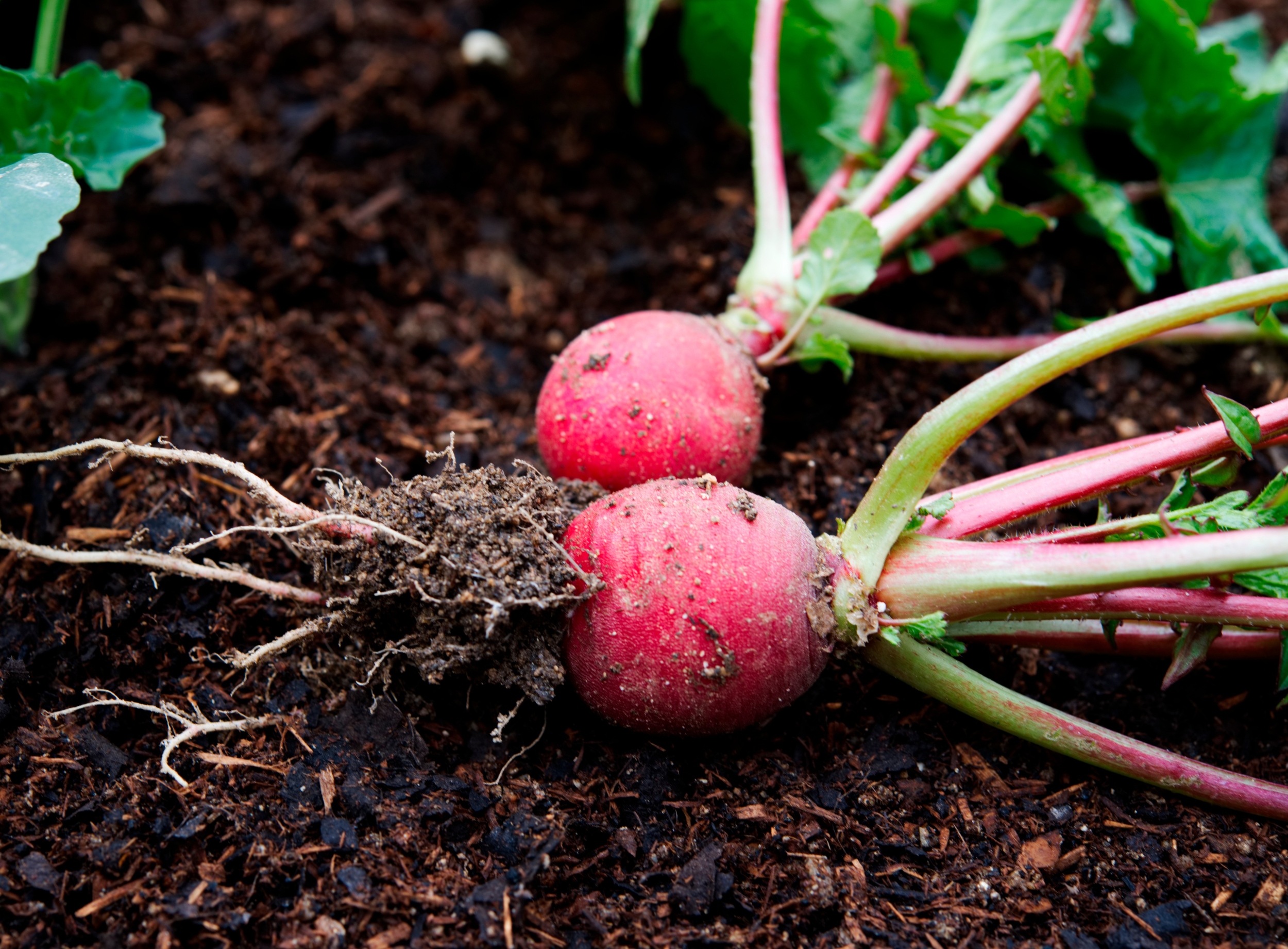 Plastics found inside vegetable tissues for the first time, raising new food safety concerns
