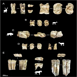 Selected remains for identifying the representative taxa studied in Malia. A) Proximal phalange (J19-92-UE9) and talus (J21-100-UE4) of Cervus elaphus; B) Talus (J20-6-UE17) of Capreolus capreolus; C) Left malleolus (J20-15-UE4) of Bison priscus; D) Talus (I19-58-UE9) and proximal phalange (J19-18-UE9) of Rupicapra pyrenaica; E) From left to right, a lower molar/premolar (K19-85-UE4), a lower p2 (I19-189-UE4) and a lower molar/premolar (K20-28-UE4) of Equus ferus. Credit: Quaternary Science Advances (2025)