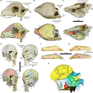 Left lateral (a), dorsal (b), ventral (c), anterior (d), and posterior (e) views of the skull. f-g, Lateral (f) and medial (g) views of the left mandible. h, Rough segmentation of the braincase in right lateroventral view. Abbreviations: l., left; r., right; a, angular; ar, articular; aso, anterior supraorbital, bo, basioccipital; bs, basisphenoid; d, dentary; en, external nares; ex, exoccipital; exo, extra ossification; f, frontal; inf, infratemporal fenestra; j, jugal; l, lacrimal; ls, laterosphenoid; m, maxilla; n, nasal; o, orbit; os, orbitosphenoid; p, parietal; pm, premaxilla; po, postorbital; pr, presphenoid; pra, prearticular; prf, prefrontal; ps, parasphenoid; pso, posterior supraorbital; q, quadrate; qj, quadratojugal; sa, surangular; so, supraoccipital; sp, splenial; stf, supratemporal fenestra; sq, squamosal; t.m, maxillary tooth; t.pm, premaxillary tooth; II-XII, foramen for exist of the nerves. Credit: Nature