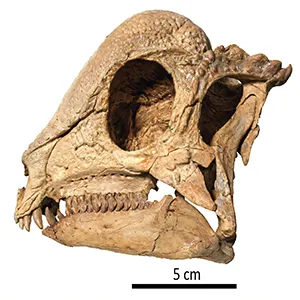 Zavacephale rinpoche skull. Credit: Tsogtbaatar Chinzorig