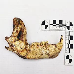 Mandible of Ursus minimus. Credit: Mihály Gasparik, Hungarian Natural History Museum, Budapest