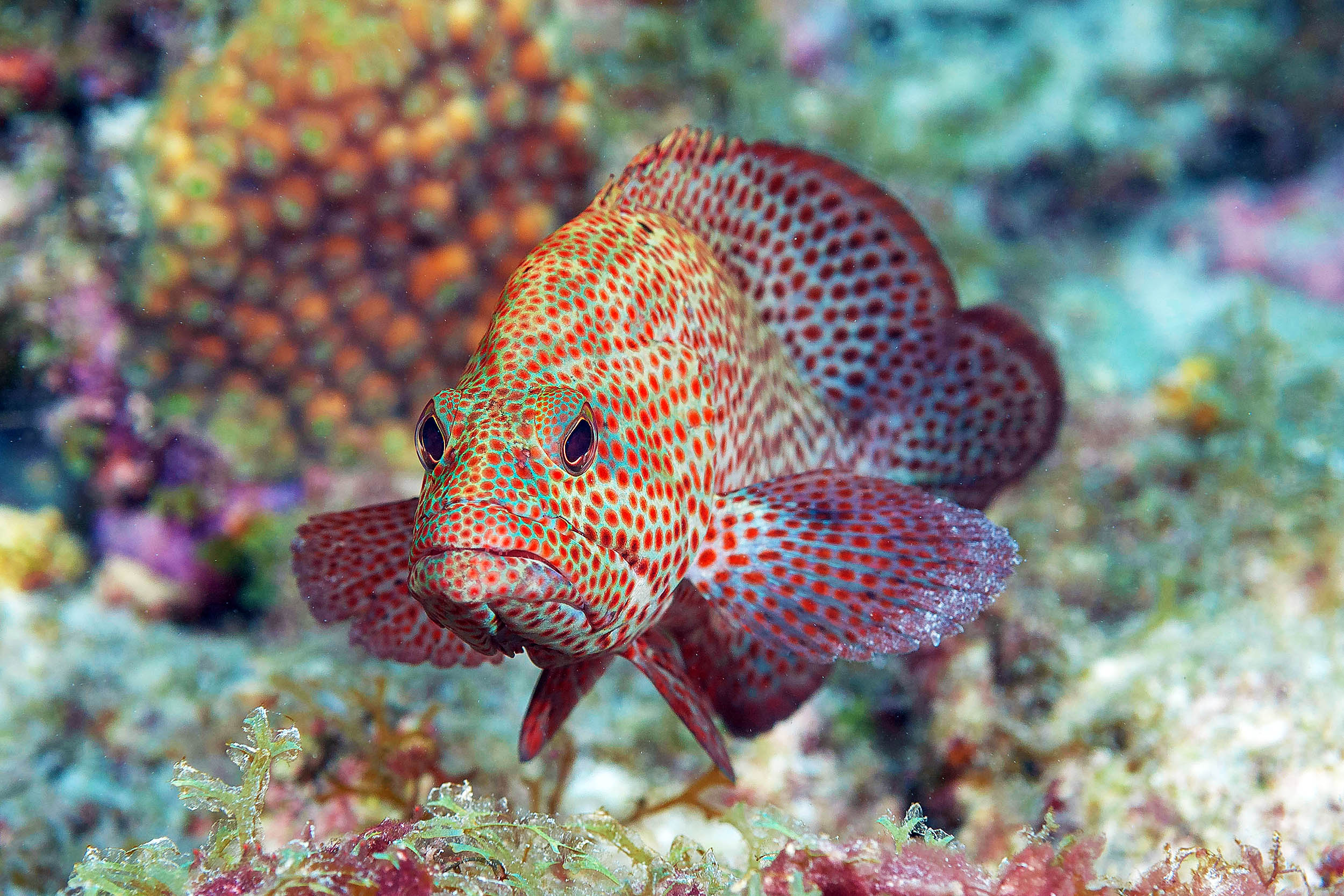 Scientists decode fish 'language' and unlock spawning secrets - Earth.com