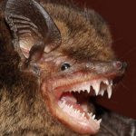 A unique bat species, Myotis himalaicus, has been discovered with a strange hairless area around its eyes and a tail as long as its body. Credit: ZSI