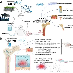 Graphic illustration explaining how micro- and nanoplastics (MPs) are accumulating inside human bones and harming our skeletons. Credit: Springer