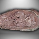 In China, a baby dinosaur was found that had been sleeping inside its egg for 70 million years