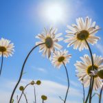 How plants 'rewire' themselves to handle sunlight stress