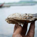 Humble shellfish, called a 'blue superfood,' nourishes humans, cleans water, and stores carbon