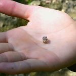 A tourist from New York finds a diamond the size of a human tooth