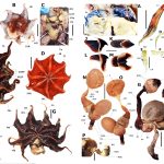 New giant-eyed octopus, Opisthoteuthis carnarvonensis, discovered in an Australian underwater canyon. Credit: Western Australia Museum