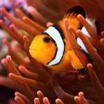 Clownfish face collapse as ocean heat breaks unique anemone bond