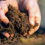 Hungry microbes stop warming soils from releasing extra carbon