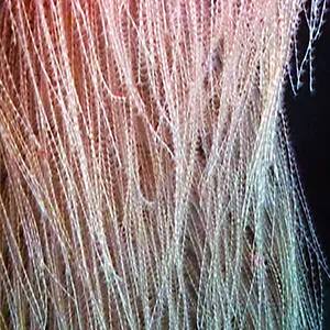 Closeup showing the branches with the polyps out in a feeding position. Credit: University of Hawaii at Manoa