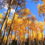 How tree DNA can help predict forest survival