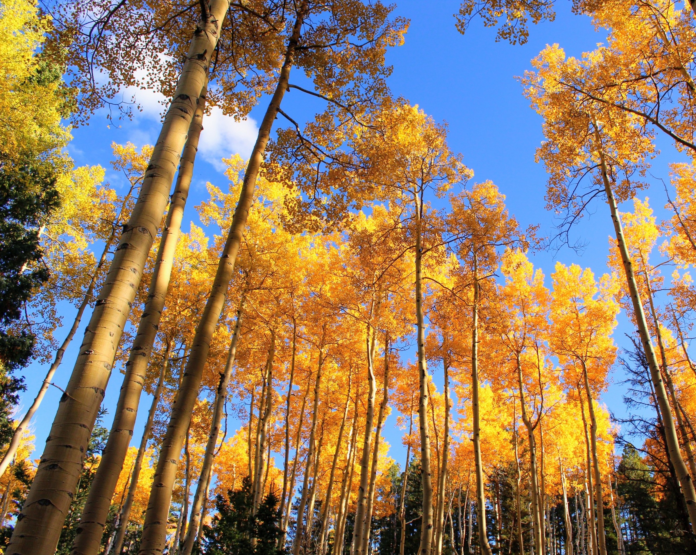 How tree DNA can help predict forest survival - Earth.com