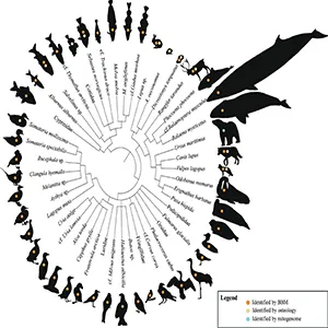Dendrogram presenting the fauna identified from the bone assemblage recovered from Arne Qvamgrotta. Only the lowest taxonomic rank is presented for visual purposes. M. aeglefinus (Melanogrammus aeglefinus) and A. oeconomus (Alexandromys oeconomus) are abbreviated to fit within the limit of the figure. Credit: PNAS