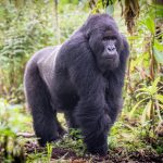 World Gorilla Day 2025: Shrinking habitats, rising threats