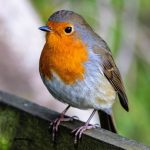 Young birds lose strength when they hear predators at night