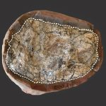 Poop fossils show how molecules survive for millions of years