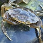 Crab migration is disrupted by offshore wind farm cables