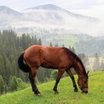 How grazing horses help protect forests from wildfires