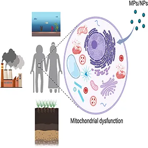 Graphic illustration explaining how nano-and microplastics go from factory to inside human cells, damaging mitochondria. Credit: Food and Chemical Toxicology Journal