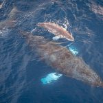 Baleen whale mothers tip the scales in a surprising way